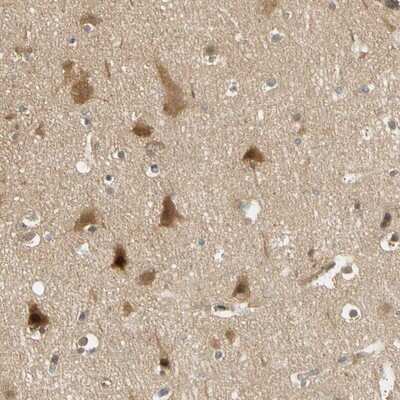 Immunohistochemistry-Paraffin: PDDC1 Antibody [NBP1-93843] - Staining of human cerebral cortex shows distinct cytoplasmic positivity in neurons.