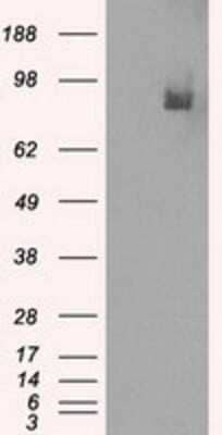 Western Blot: PDE10A Antibody (1C9) [NBP1-47909] - HEK293T cells were transfected with the pCMV6-ENTRY control (Left lane) or pCMV6-ENTRY PDE10A(Right lane) cDNA for 48 hrs and lysed. Equivalent amounts of cell lysates (5 ug per lane) were separated by SDS-PAGE and immunoblotted with anti-PDE10A.