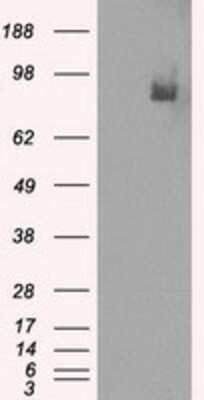 Western Blot: PDE10A Antibody (OTI1C9) - Azide and BSA Free [NBP2-73273] - HEK293T cells were transfected with the pCMV6-ENTRY control (Left lane) or pCMV6-ENTRY PDE10A(Right lane) cDNA for 48 hrs and lysed. Equivalent amounts of cell lysates (5 ug per lane) were separated by SDS-PAGE and immunoblotted with anti-PDE10A.