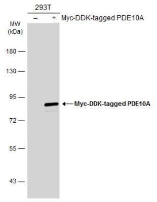 Western Blot: PDE10A Antibody [NBP2-19742] - Non-transfected (-) and transfected (+) 293T whole cell extracts (30 ug) were separated by 7.5% SDS-PAGE, and the membrane was blotted with PDE10A antibody diluted at 1:10000. HRP-conjugated anti-rabbit IgG antibody was used to detect the primary antibody.