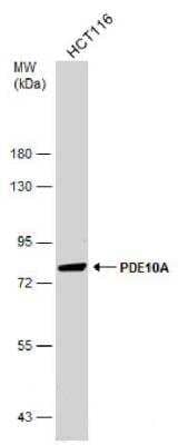 Western Blot: PDE10A Antibody [NBP2-19742] - Whole cell extract (30 ug) was separated by 7.5% SDS-PAGE, and the membranes were blotted with PDE10A antibody diluted at 1:1000. HRP-conjugated anti-rabbit IgG antibody was used to detect the primary antibody.