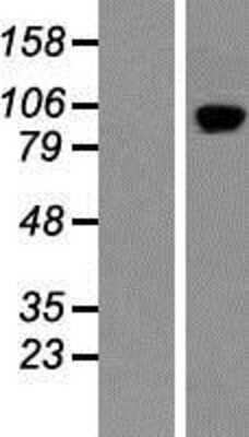 Western Blot: PDE11A Overexpression Lysate (Adult Normal) [NBP2-06989] Left-Empty vector transfected control cell lysate (HEK293 cell lysate); Right -Over-expression Lysate for PDE11A.