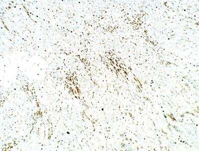 Immunohistochemistry-Paraffin PDE12 Antibody