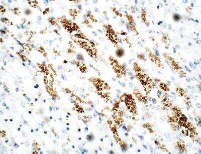 Immunohistochemistry-Paraffin PDE12 Antibody