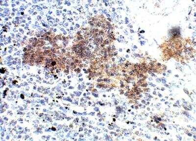 Immunohistochemistry-Paraffin PDE12 Antibody