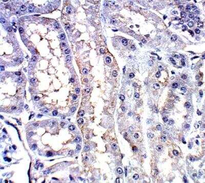 Immunohistochemistry-Paraffin PDE12 Antibody