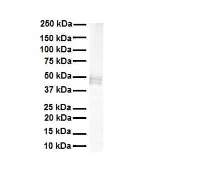 Western Blot: PDE12 Antibody [NBP2-88025] - WB Suggested Anti-PDE12 antibody Titration: 1 ug/mL. Sample Type: Human heart