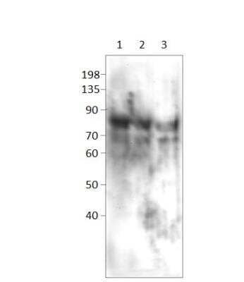 Western Blot PDE12 Antibody