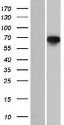 Western Blot: PDE12 Overexpression Lysate (Adult Normal) [NBP2-05004] Left-Empty vector transfected control cell lysate (HEK293 cell lysate); Right -Over-expression Lysate for PDE12.