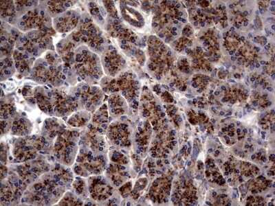 Immunohistochemistry: PDE1A Antibody (7D5) [NBP2-46355] - Analysis of Human pancreas tissue. (Heat-induced epitope retrieval by 1 mM EDTA in 10mM Tris, pH8.5, 120C for 3min)