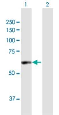 Western Blot: PDE1A Antibody [H00005136-B01P] - Analysis of PDE1A expression in transfected 293T cell line by PDE1A polyclonal antibody.  Lane 1: PDE1A transfected lysate(59.95 KDa). Lane 2: Non-transfected lysate.