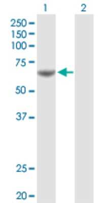 Western Blot: PDE1A Antibody [H00005136-D01P] - Analysis of PDE1A expression in transfected 293T cell line by PDE1A polyclonal antibody.Lane 1: PDE1A transfected lysate(62.30 KDa).Lane 2: Non-transfected lysate.