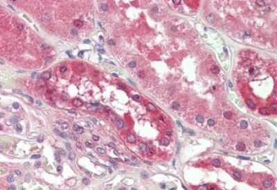 Western Blot: PDE1A Antibody [NBP1-51996] - 3.75ug/ml staining of paraffin embedded Human Kidney. Steamed antigen retrieval with citrate buffer pH 6, AP-staining.
