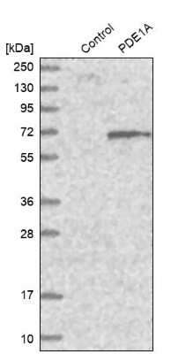 Western Blot: PDE1A Antibody [NBP1-86009] - Analysis in control (vector only transfected HEK293T lysate) and PDE1A over-expression lysate (Co-expressed with a C-terminal myc-DDK tag (3.1 kDa) in mammalian HEK293T cells).