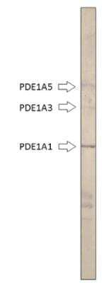 Western Blot: PDE1A Antibody [NBP3-12241] - WB of NBP3-12241. 1:500- antibody Dilution in DiluObuffer. 