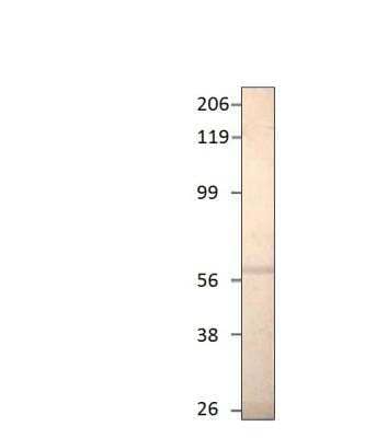 Western Blot: PDE1A Antibody [NBP3-12406] - 1:750 antibody dilution in DiluObufer.