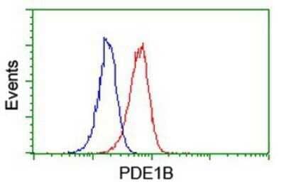 Flow Cytometry: PDE1B Antibody (OTI6E4) - Azide and BSA Free [NBP2-73278] - Analysis of Jurkat cells, using anti-PDE1B antibody, (Red), compared to a nonspecific negative control antibody (Blue).