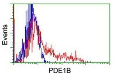 Flow Cytometry: PDE1B Antibody (OTI6E4) - Azide and BSA Free [NBP2-73278] - HEK293T cells transfected with either overexpression plasmid (Red) or empty vector control plasmid (Blue) were immunostaining by anti-PDE1B antibody, and then analyzed by flow cytometry.