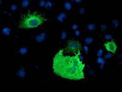 Immunocytochemistry/Immunofluorescence: PDE1B Antibody (OTI6E4) - Azide and BSA Free [NBP2-73278] - Staining of COS7 cells transiently transfected by pCMV6-ENTRY PDE1B.