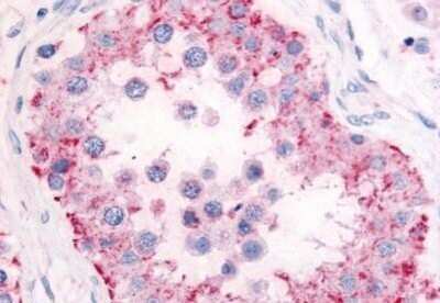 Immunohistochemistry-Paraffin: PDE1C Antibody [NB110-40468] - Analysis of anti-PDE11A antibody with human testis at concentration 5 ug/ml.