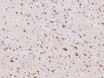 Immunohistochemistry-Paraffin: PDE1C Antibody [NBP3-00157] - Immunochemical staining of human PDE1C in human brain with rabbit polyclonal antibody (1:2000, formalin-fixed paraffin embedded sections).