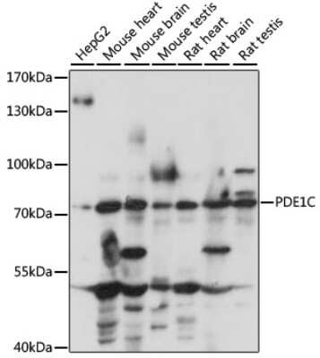 Western Blot: PDE1C Antibody [NBP2-95162] - Analysis of extracts of various cell lines, using PDE1C at 1:1000 dilution. Secondary antibody: HRP Goat Anti-Rabbit IgG (H+L) at 1:10000 dilution. Lysates/proteins: 25ug per lane. Blocking buffer: 3% nonfat dry milk in TBST. Detection: ECL Basic Kit . Exposure time: 10s.