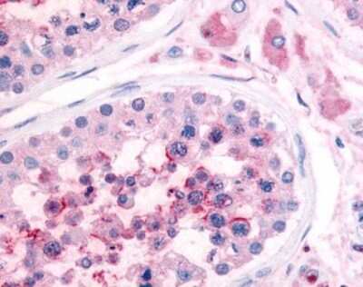 Immunohistochemistry-Paraffin: PDE3A Antibody [NB110-40462] - Analysis of anti-PDE3A antibody with human testis.