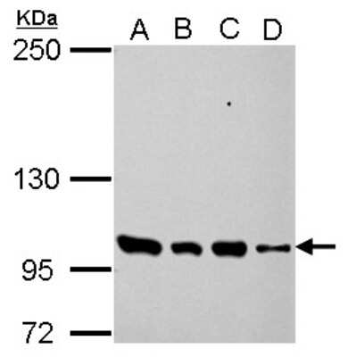 <b>Genetic Strategies Validation. </b>Western Blot: PDE3A Antibody [NBP2-19744] - Sample (30 ug of whole cell lysate) A: 293T B: A431 C: HeLa D: HepG2 5% SDS PAGE gel, diluted at 1:1000.