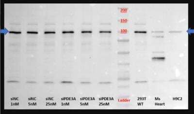 Western Blot: PDE3A Antibody [NBP2-19744] - Antibody specificity is verified in 293T cells with siPDE3A knockdown (first 6 lanes with varying siRNA concentrations). 5 nM and 25 nM resulted in ~30% protein reduction (lanes 2, 3 vs lanes 5, 6). Loading of all 293T cell lysates are ~30 ug. H9C2 lysate is ~7 ug due to limited materials. Antibody at 1:500. Secondary antibody at 1:10,000. Blocked with 5% BSA. WB image submitted by a verified customer review.