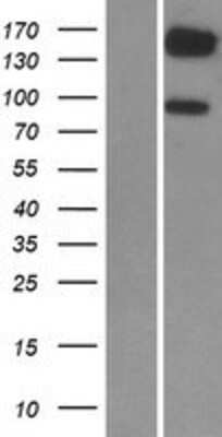Western Blot PDE3B Overexpression Lysate