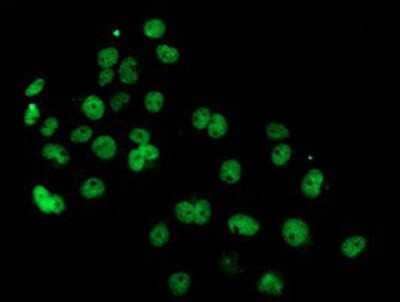 Immunocytochemistry/Immunofluorescence: PDE4B Antibody (1D12) [NBP2-01171] - Staining of COS7 cells transiently transfected by pCMV6-ENTRY PDE4B.