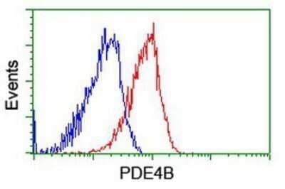 Flow Cytometry: PDE4B Antibody (OTI1D12) - Azide and BSA Free [NBP2-73292] - Analysis of Hela cells, using anti-PDE4B antibody, (Red), compared to a nonspecific negative control antibody (Blue).