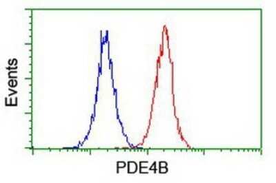 Flow Cytometry: PDE4B Antibody (OTI1D12) - Azide and BSA Free [NBP2-73292] - Analysis of Jurkat cells, using anti-PDE4B antibody, (Red), compared to a nonspecific negative control antibody (Blue).