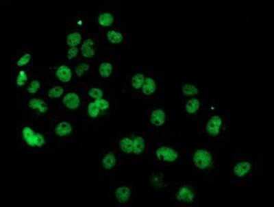 Immunocytochemistry/Immunofluorescence: PDE4B Antibody (OTI1D12) - Azide and BSA Free [NBP2-73292] - Staining of COS7 cells transiently transfected by pCMV6-ENTRY PDE4B.