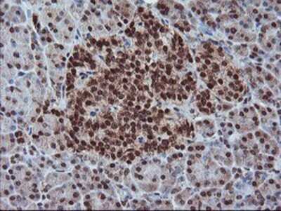 Immunohistochemistry: PDE4B Antibody (OTI1D12) - Azide and BSA Free [NBP2-73292] - Staining of paraffin-embedded Human pancreas tissue using anti-PDE4B mouse monoclonal antibody.