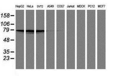 Western Blot: PDE4B Antibody (OTI1D12) - Azide and BSA Free [NBP2-73292] - Analysis of extracts (35ug) from 9 different cell lines by using anti-PDE4B monoclonal antibody (HepG2: human; HeLa: human; SVT2: mouse; A549: human; COS7: monkey; Jurkat: human; MDCK: canine; PC12: rat; MCF7: human).