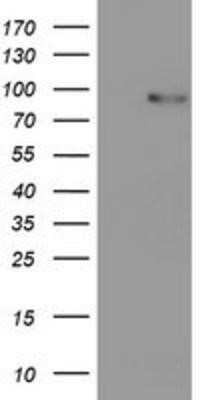 Western Blot: PDE4B Antibody (OTI1D12) - Azide and BSA Free [NBP2-73292] - HEK293T cells were transfected with the pCMV6-ENTRY control (Left lane) or pCMV6-ENTRY PDE4B (Right lane) cDNA for 48 hrs and lysed. Equivalent amounts of cell lysates (5 ug per lane) were separated by SDS-PAGE and immunoblotted with anti-PDE4B.