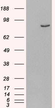 Western Blot: PDE4B Antibody [NB100-2562] - HEK293 overexpressing Human PDE4B and probed with (mock transfection in first lane).