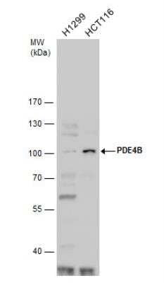 Western Blot: PDE4B Antibody [NBP1-33637] -  Whole cell extracts (30 ug) was separated by 7.5% SDS-PAGE, and the membrane was blotted with PDE4B antibody diluted by 1:1000.