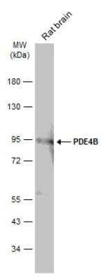 Western Blot: PDE4B Antibody [NBP2-19745] - Rat tissue extract (50 ug) was separated by 7.5% SDS-PAGE, and the membrane was blotted with PDE4B antibody [C2C3], C-term diluted at 1:500. The HRP-conjugated anti-rabbit IgG antibody was used to detect the primary antibody.