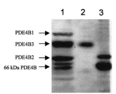 Western Blot: PDE4B Antibody [NBP3-12243] - wb of NBP3-12243. 1:500 antibody dilution in DiluObuffer. 