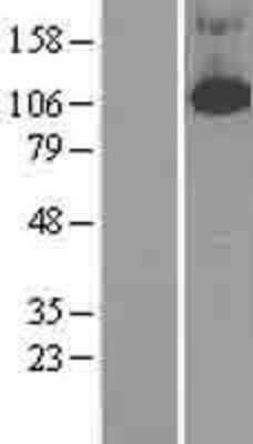 Western Blot PDE4B Overexpression Lysate