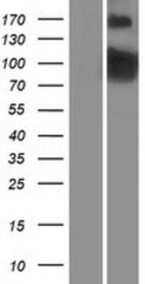 Western Blot PDE4B Overexpression Lysate