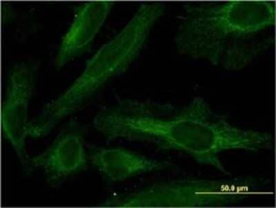 Immunocytochemistry/Immunofluorescence: PDE4C Antibody (4E5) [H00005143-M02] - Analysis of monoclonal antibody to PDE4C on HeLa cell . Antibody concentration 10 ug/ml.