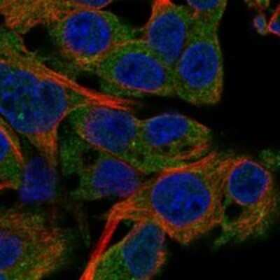 Immunocytochemistry/Immunofluorescence: PDE4C Antibody [NBP3-17751] - Staining of human cell line Hep G2 shows localization to cytosol & centrosome.