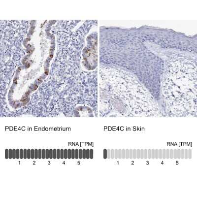 <b>Orthogonal Strategies Validation. </b>Immunohistochemistry-Paraffin: PDE4C Antibody [NBP2-33543] - Staining in human endometrium and skin tissues using anti-PDE4C antibody. Corresponding PDE4C RNA-seq data are presented for the same tissues.