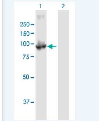 Western Blot: PDE6 beta Antibody [H00005158-B01P-50ug] - Analysis of PDE6B expression in transfected 293T cell line (H00005158-T01) by PDE6B MaxPab polyclonal antibody.  Lane 1: PDE6B transfected lysate(93.83 KDa). Lane 2: Non-transfected lysate.