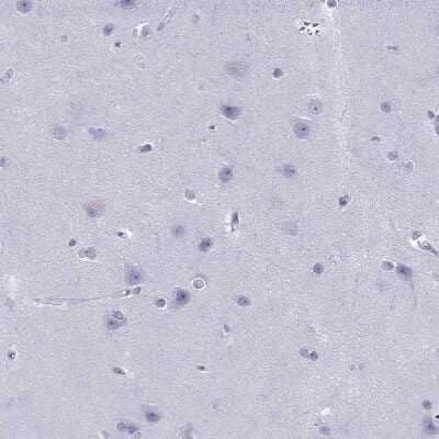 Immunohistochemistry-Paraffin: PDE6A Antibody [NBP1-87312] - Staining of human cerebral cortex shows no positivity in neurons as expected.