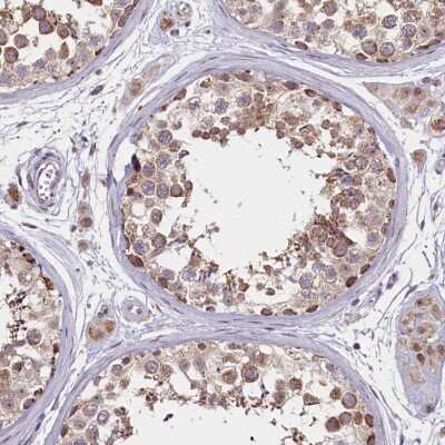 Immunohistochemistry-Paraffin: PDE6D Antibody [NBP1-86275] - Staining of human testis shows moderate cytoplasmic positivity in cells in seminiferous ducts and Leydig cells.