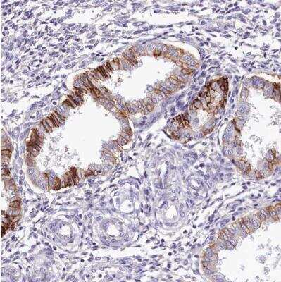 Immunohistochemistry-Paraffin: PDE6D Antibody [NBP2-38346] - Staining of human endometrium shows moderate to strong cytoplasmic positivity in glandular cells.